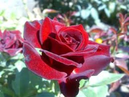 KL1Z21CA4KPCL8CAH7M31NCA0362IXCAAX3OA4CAK89VYLCANI5D4ICALFDRBNCA7E1DYMCA49QZ33CA7RY4CPCAZDS6SBCAREU7 - Trandafiri