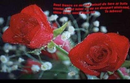 Doua_inimi_impreuna___ - Trandafiri