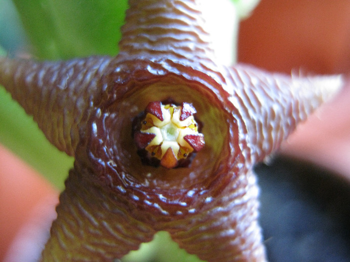 Stapelia kwebensis (6)