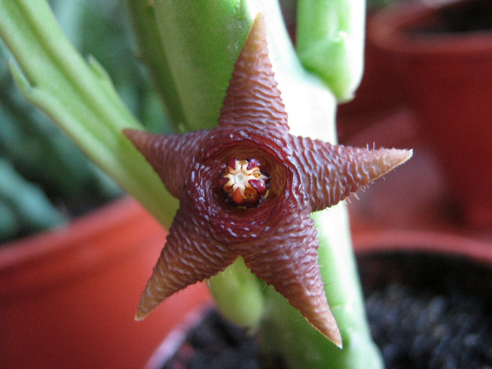Stapelia kwebensis (5)