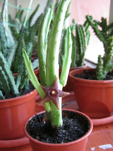 Stapelia kwebensis (1)
