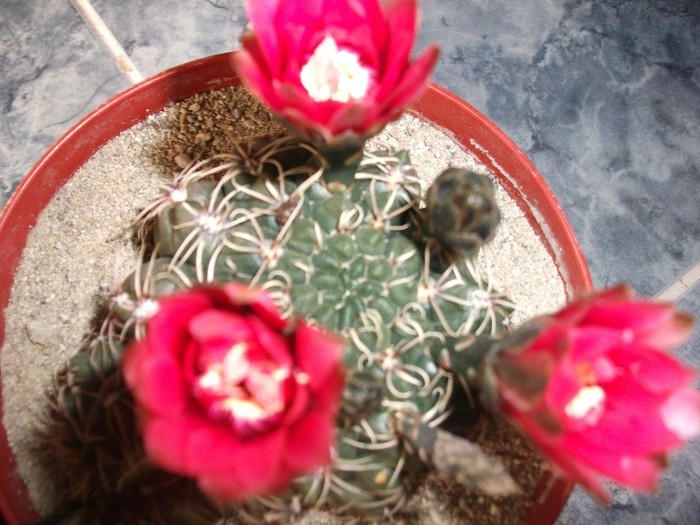 2.07.2011 - cactusi