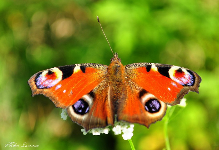 inachis io - Animalutele mele