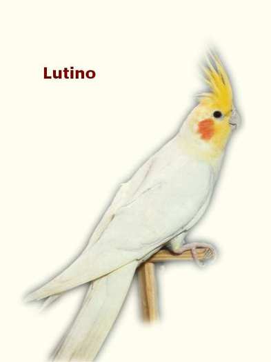 lutino - nimfe