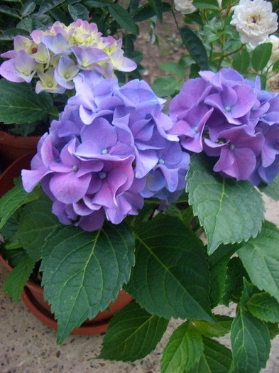 hortensia blu