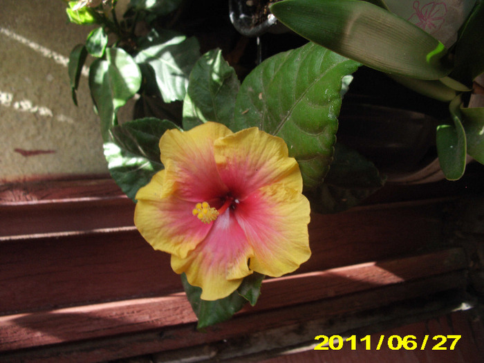Picture 006 - hibiscus