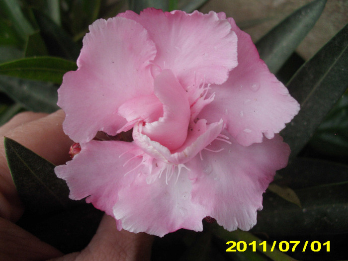 Picture 029 - hibiscus