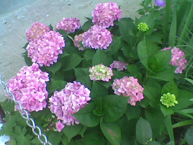 hortensie