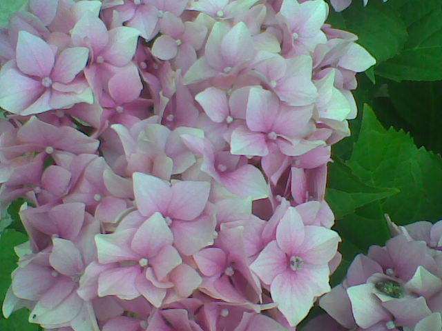 hortensie roz - Flori de gradina 2011-2012