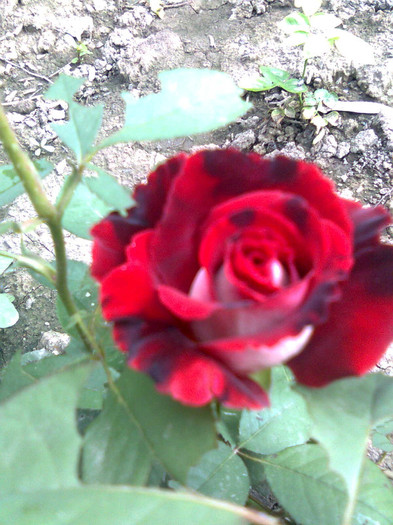Imagine0489 - trandafiri 2011