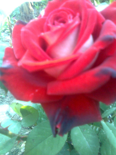Imagine0505 - trandafiri 2011