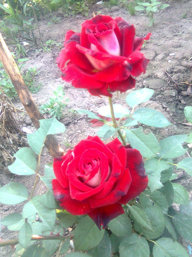 Imagine0506 - trandafiri 2011