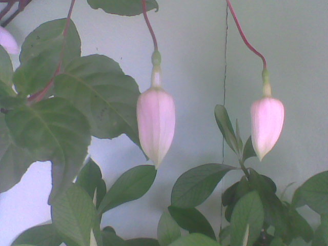 Imag002 - FUCHSII 2011