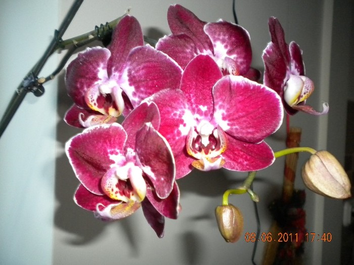  - orhidee 2011