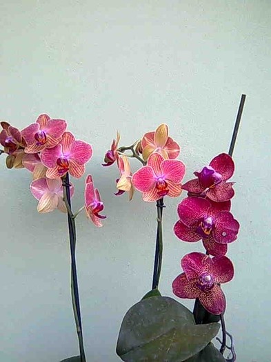 o noua achizitie si o reinflorita - phalaenopsis