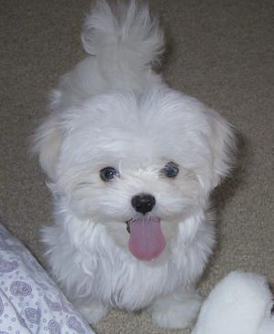 BICHON MALTESE 200 euro - DE VANZARE