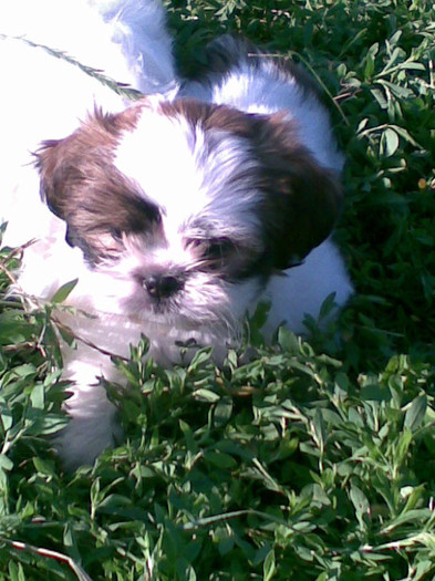 shih-tzu 150 euro - DE VANZARE