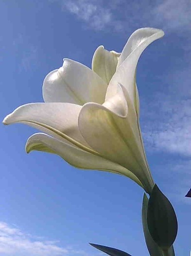 Lilium longiflorum - crini 2011