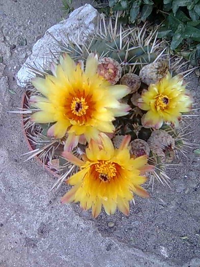 Imagine002 - cactusi si suculente