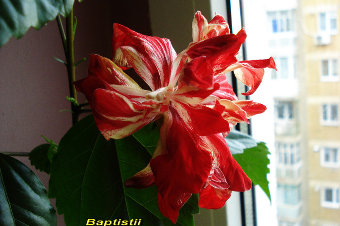 Baptistii(3-07-2011) 3