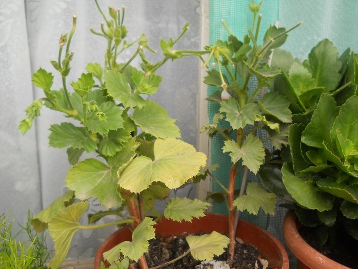 DSCN0570 - Iulie 2011