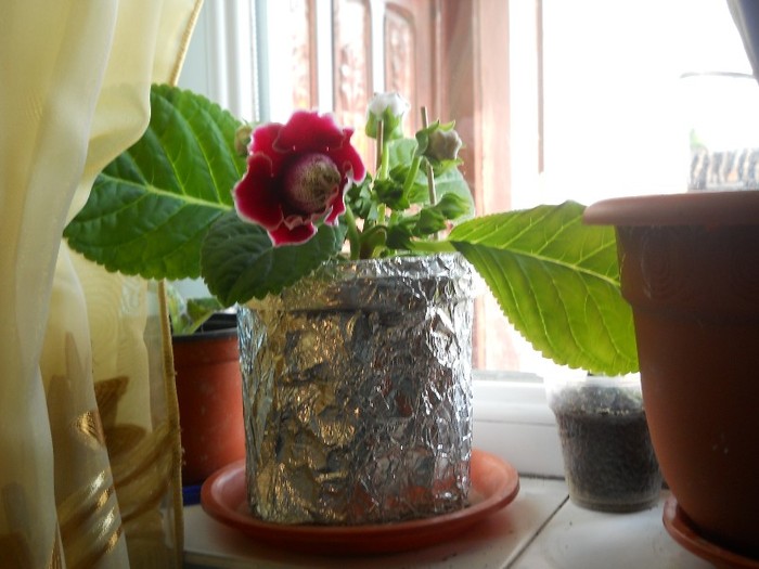 DSCN0616 - Iulie 2011