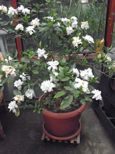 P6120507-2010 - Gardenia - floare mijlocie altoita 16 ani-120 cm inaltime