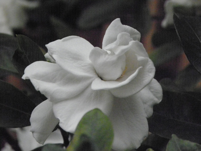P6120512 - Gardenia - floare mijlocie altoita 16 ani-120 cm inaltime