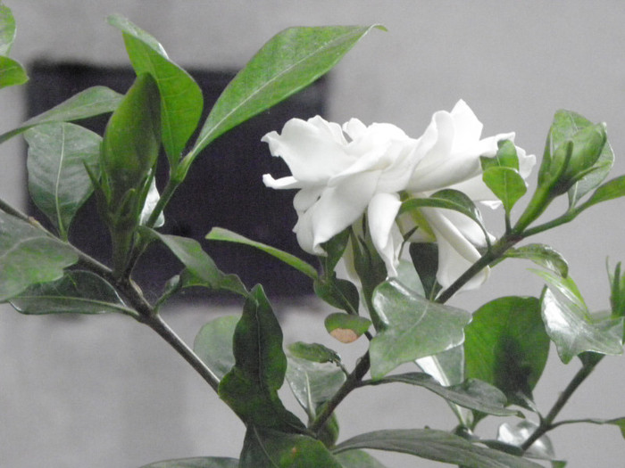 P6120513 - Gardenia - floare mijlocie altoita 16 ani-120 cm inaltime