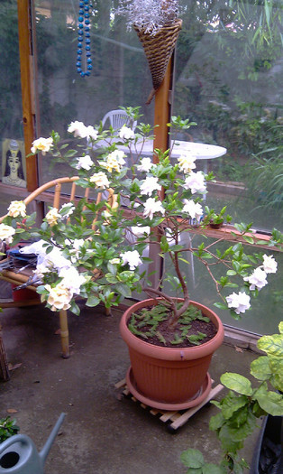 IMAG0235-2010 - Gardenia - floare mijlocie altoita 16 ani-120 cm inaltime