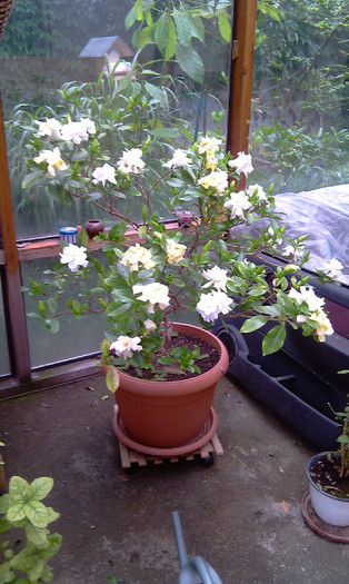IMAG0236 - Gardenia - floare mijlocie altoita 16 ani-120 cm inaltime