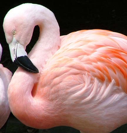 pasari-flamingo - pasari