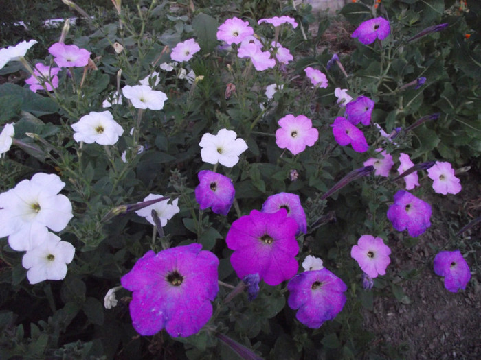 DSCF3989 - vara
