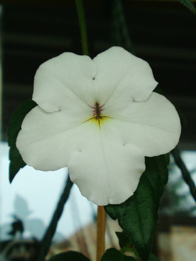 Jay Dee Large White-prima floare - Achimenes