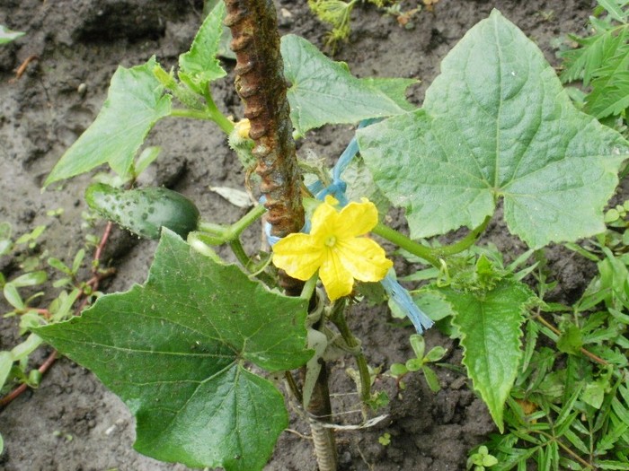 P7030034 - Gradina de legume 2011