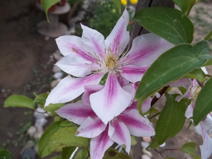 100_1702 - Clematite  2011