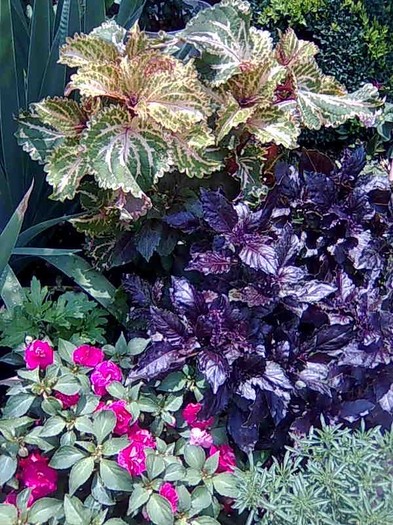 coleus,busuioc rosu,impatiens