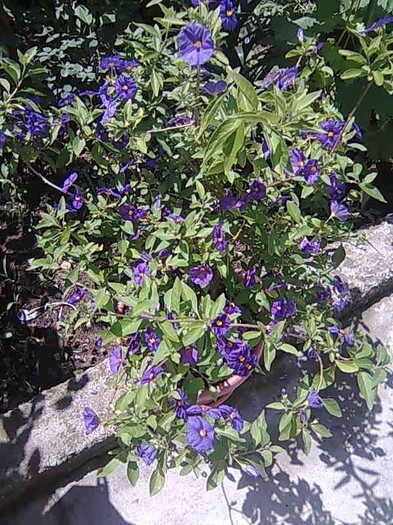 Solanum rantonnetii - flori 2011