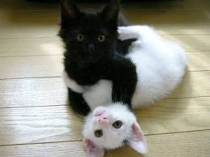 titi2 - pisici negre