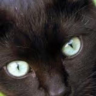 titi4 - pisici negre