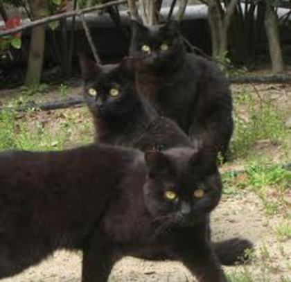 titi5 - pisici negre