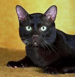 titi8 - pisici negre