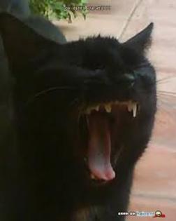 titi9 - pisici negre