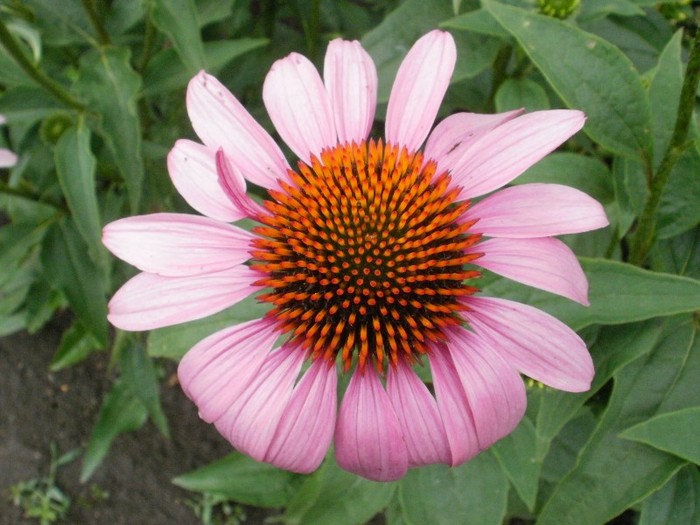 P7030023