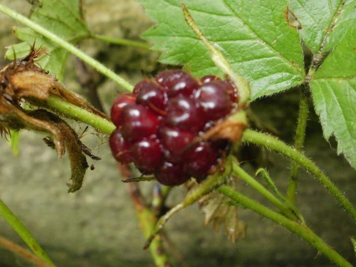 P7030037