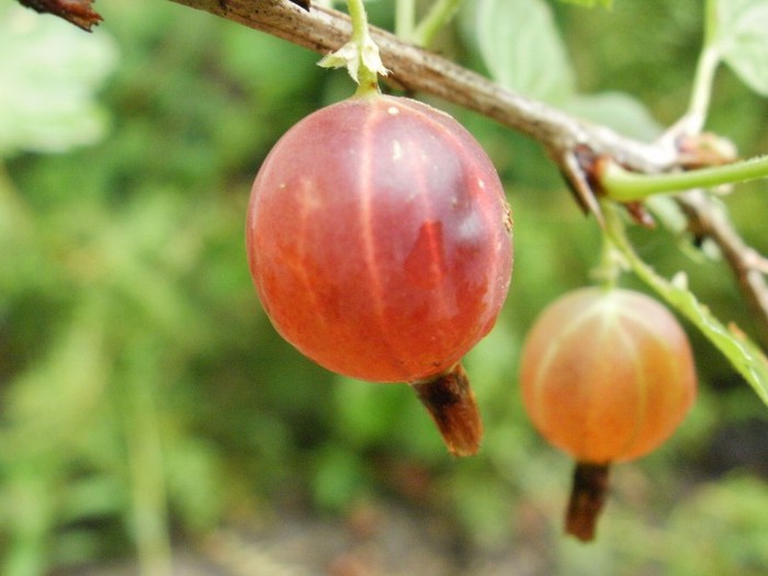P7030047