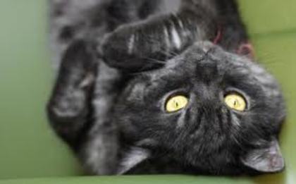 titi2 - pisici negre