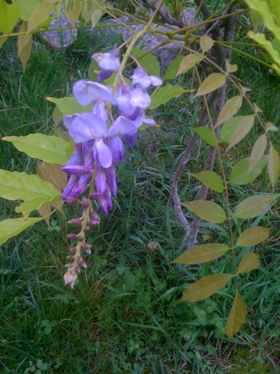 IMG_1233 - Wisteria glicina a doua zi