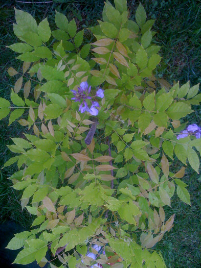 IMG_1236 - Wisteria glicina a doua zi