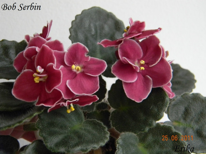 Bob Serbin 25-06-2011 - Violete de colectie 2010-2011